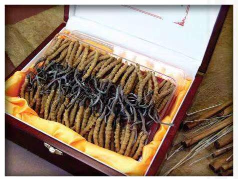 开鲁冬虫夏草回收